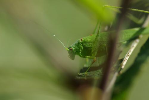 Phaneroptera nana